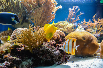 Small fish swimming in an aquarium on a blue background with algae in the background. London.