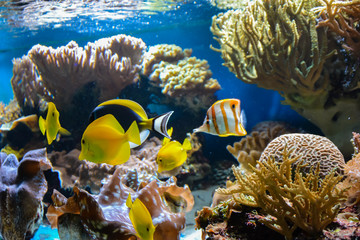 Small fish swimming in an aquarium on a blue background with algae in the background. London.