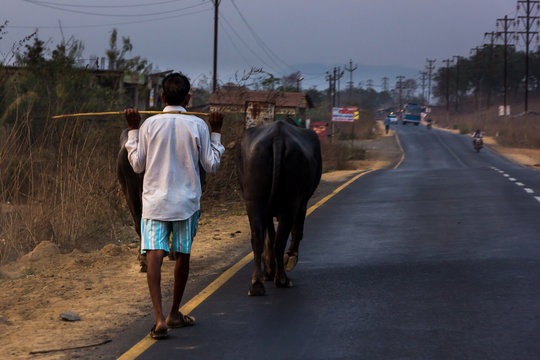 Man herding a couple of bullocks along a road (Bhiwandi, India)