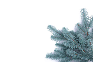 Fir tree branch on white background. Christmas background.