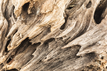 texture of old weathered wood, dry snag of a coniferous tree, close up art abstract background