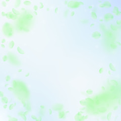Green flower petals falling down. Majestic romantic flowers vignette. Flying petal on blue sky squar