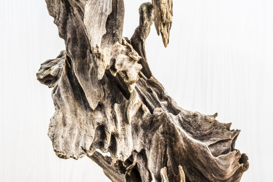 dry snag of a coniferous tree, old weathered relief wood on a white background, nature abstract