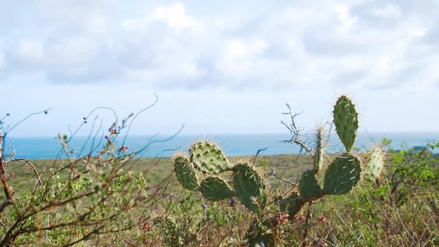 Prickly pear cactus and desert vegetation on Curacao with Caribbean Sea background