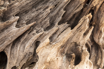 texture of old weathered wood, dry snag of a coniferous tree, close up art abstract background