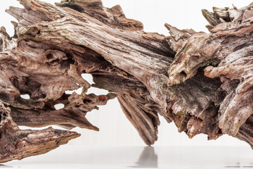 dry snag of a coniferous tree, old weathered relief wood on a white background, nature abstract