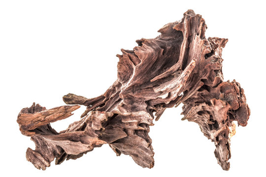 dry snag of a coniferous tree, old weathered relief wood isolated on a white background