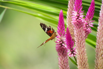 beautiful butterfly on the plants
