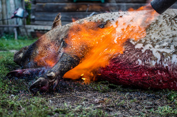 Primary treatment of carcasses after slaughter. Burning pig snout