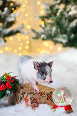 little cute pig stands on a festive box.Postcard for New year or Christmas, symbol of the year
