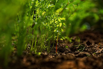 weed between carrot plants