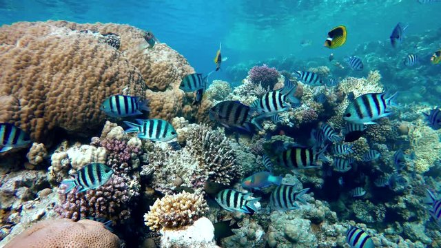 Coral reefs and tropical fish. Beautiful tropical fish and coral reef.