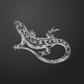 Hand Drawn Lizard Sketch Symbol isolated on chalkboard. Vector Amphibian and reptiles Element In Trendy Style