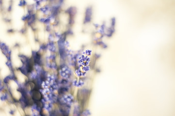Closeup photo of beautiful gentle lavender flower field