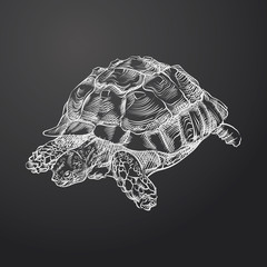 Fototapeta premium Hand Drawn Turtle Sketch Symbol isolated on chalkboard. Vector Amphibian and reptiles Element In Trendy Style