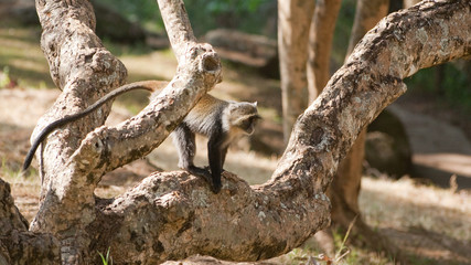 Kenia-1