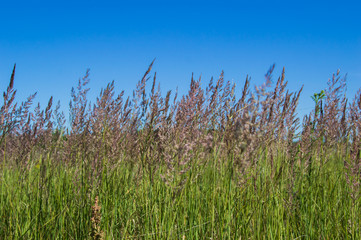 grass and sky
