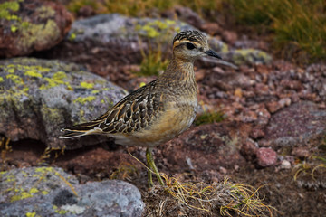 camouflage bird in alps
