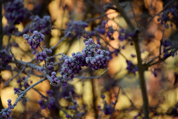 frosty purple berrys