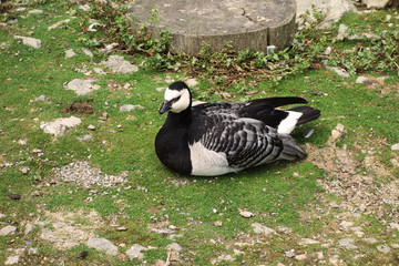 Lying duck on the grass
