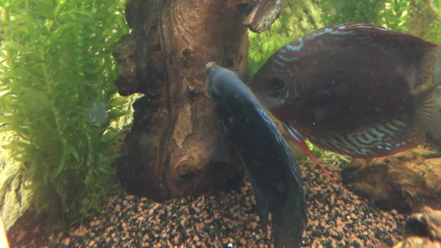 Tefe und Blue Diamond (M&auml;nnchen) bei der Laichablage und Befruchtung, Diskusfische im Aquarium