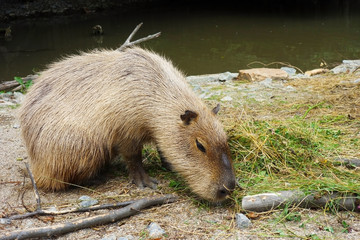 Kapybara is fed with herbal food