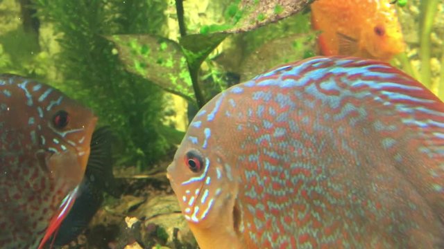 Tefe (Diskusfische) bei der Rangordnungkl&auml;rung, Diskusfische, Aquarium