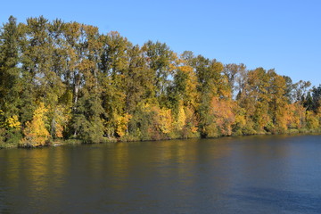 River and fall trees