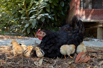 hen strolled along with her little chicks