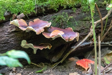 mushrooms in forest