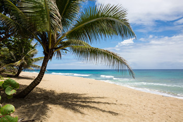 Obraz na płótnie Canvas Palma in una spiaggia tropicale