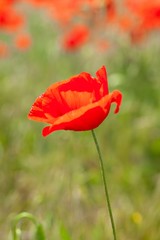 Red poppy flowers in a field