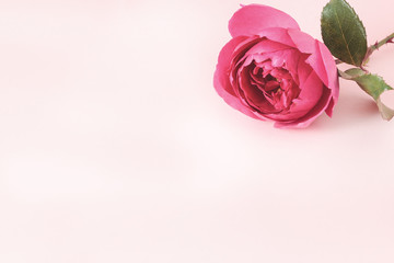 Background with fresh rose flowers and empty place for your text.