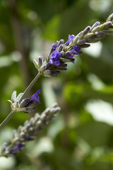 Lavanda