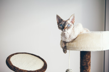 Curious Devon Rex cat is sitting on the scratching post. Scratch furniture for cats. 