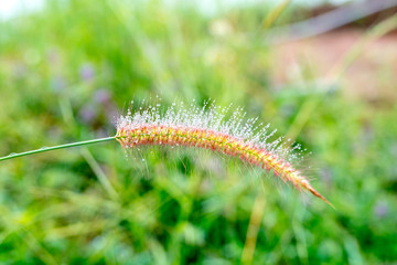 Dew on the grass, flowering in winter weather