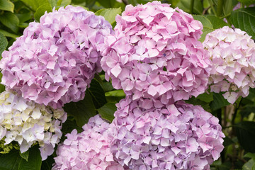 hydrangea04