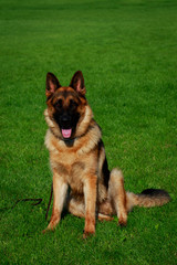 Dog breed German Shepherd