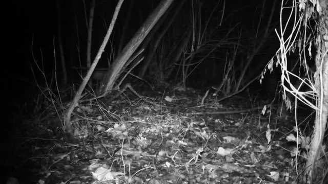 European badger (Meles meles, Eurasian badger) of Mustelidae family in a winter night in a wood. Nature and Wildlife FullHD Video.