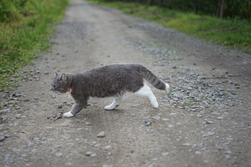 Gray cat runs across the road