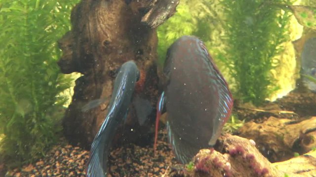 Diskusp&auml;rchen bei der Laichablage und Befruchtung im Aquarium