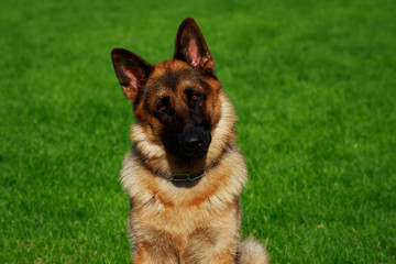Dog breed German Shepherd