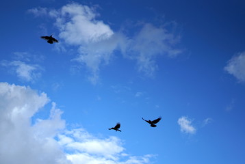 The flight of crows