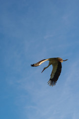 Flying stork in blue sky