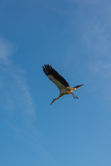 Obraz premium Flying stork in blue sky
