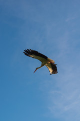 Flying stork in blue sky