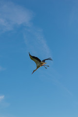 Flying stork in blue sky
