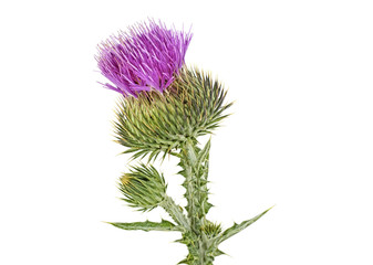 Thistle flower isolated on white background