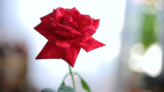 Lonely red rose on window background