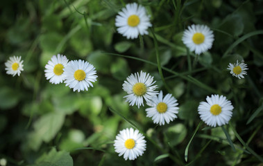 white and yellow daisy flowers on green grass,   macro aerial photography with  - background and room for text, outdoors on a sunny summer day in Poland, Europe